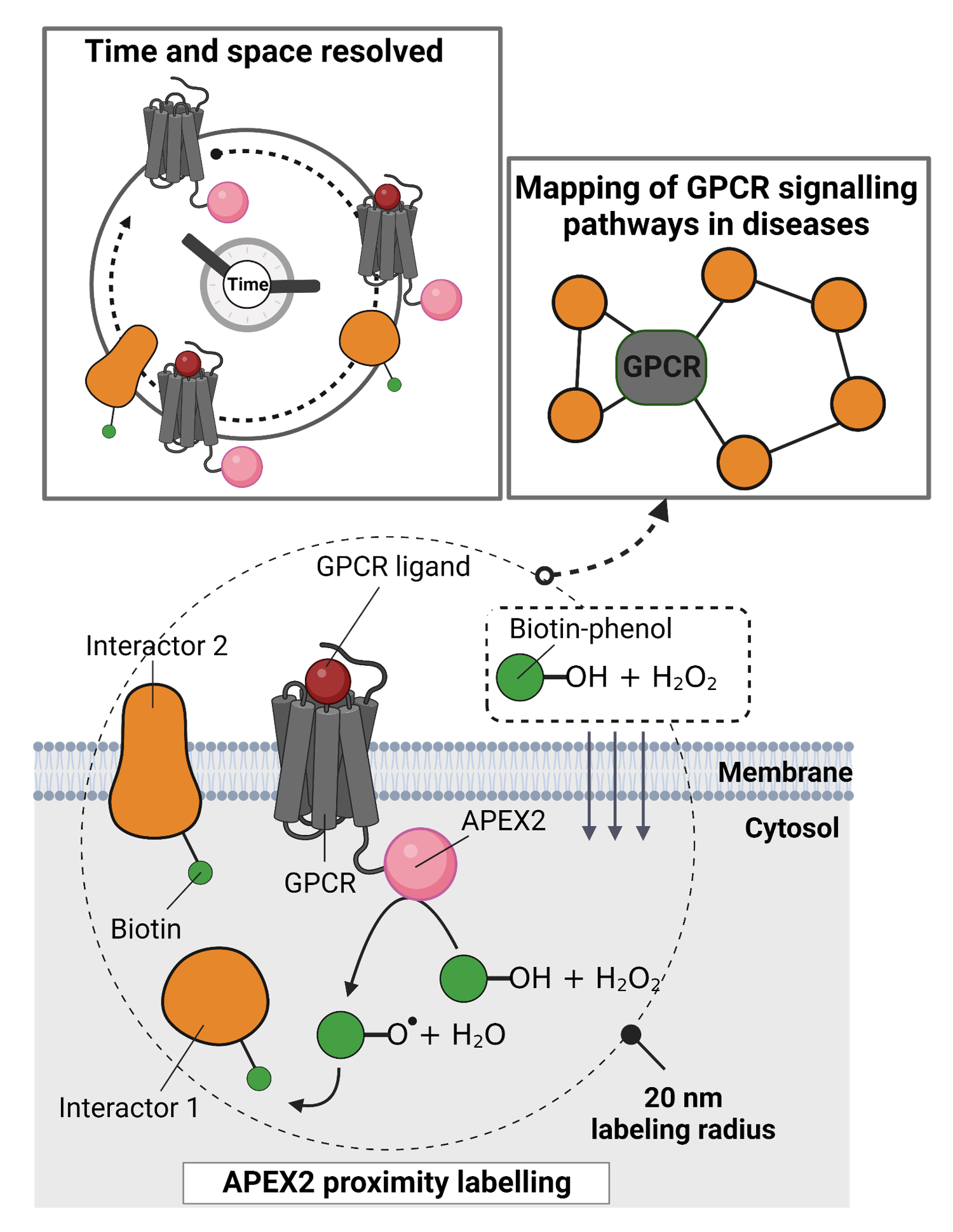 APEX2 proximity proteomics